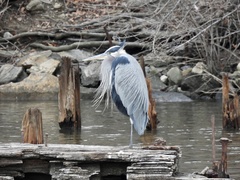 Ardea herodias