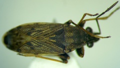 Peritrechus gracilicornis