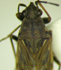 Peritrechus gracilicornis