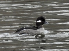 Bucephala albeola