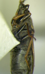 Peritrechus gracilicornis