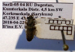 Peritrechus gracilicornis