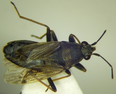 Peritrechus gracilicornis