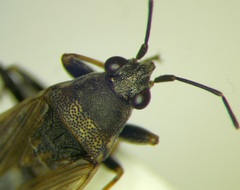 Peritrechus gracilicornis