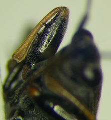 Peritrechus gracilicornis