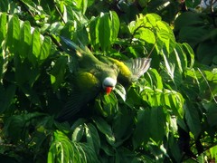 Psittacula alexandri abbotti