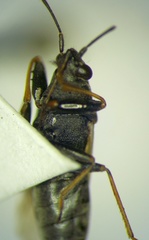 Peritrechus gracilicornis