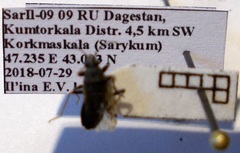 Peritrechus gracilicornis