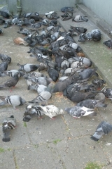 Columba livia domestica