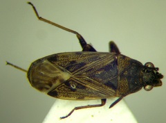 Peritrechus nubilus