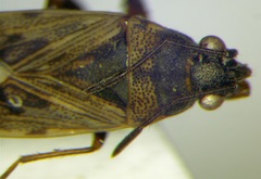 Peritrechus nubilus