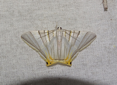 Phrygionis platinata