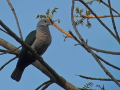 Ducula aenea pusilla