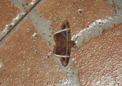 Hemeroblemma mexicana