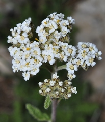 Achillea odorata