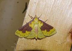 Polygrammodes ponderalis