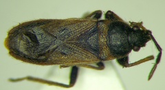 Pezocoris apicimaculus