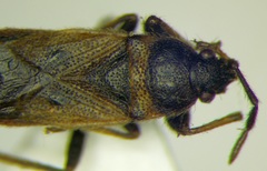 Pezocoris apicimaculus