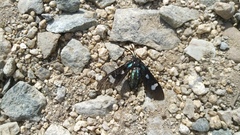 Leucotmemis nexa