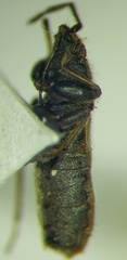 Pezocoris apicimaculus