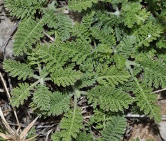 Achillea odorata