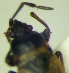 Pezocoris apicimaculus