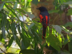 Pericrocotus speciosus