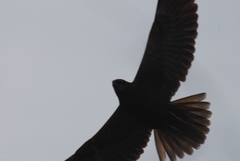 Circus aeruginosus