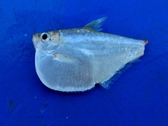 Pristigaster cayana