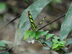 Philaethria dido