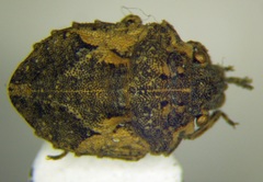 Phimodera humeralis