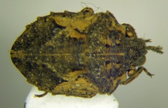 Phimodera humeralis