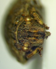 Phimodera humeralis