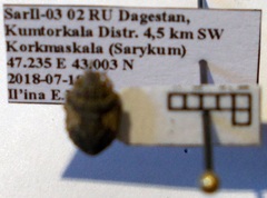 Phimodera humeralis
