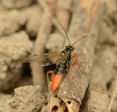 Tenthredopsis litterata