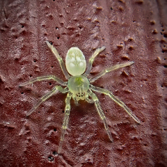 Dictynoidea