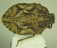 Phimodera humeralis