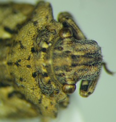 Phimodera humeralis