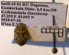 Phimodera humeralis