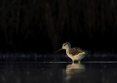 Himantopus himantopus