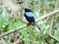 Chiroxiphia pareola