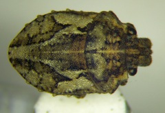 Phimodera humeralis