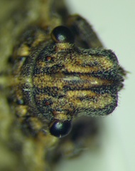 Phimodera humeralis