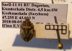 Phimodera humeralis