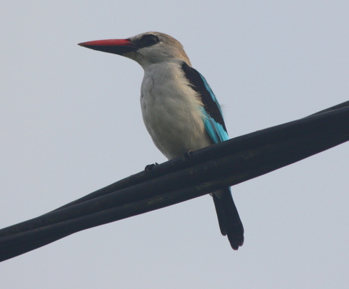 Halcyon senegalensis
