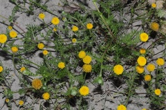 Anacyclus valentinus