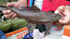 Pterygoplichthys pardalis