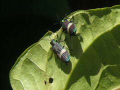 Demochroa gratiosa gratiosa