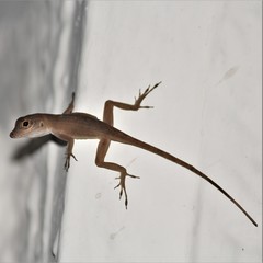 Anolis cristatellus