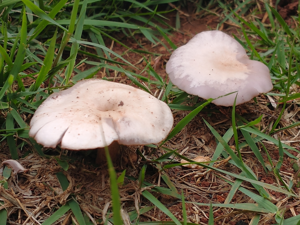 Collybia sordida · January 2021 · photo: © criscolodel (iNaturalist, cc-by)